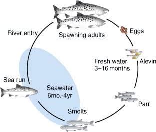 diadromous fish